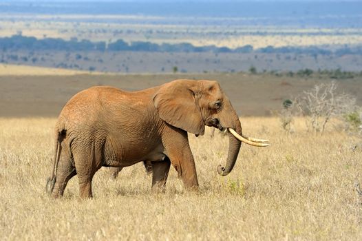 Elephant on savannah in National park of Africa