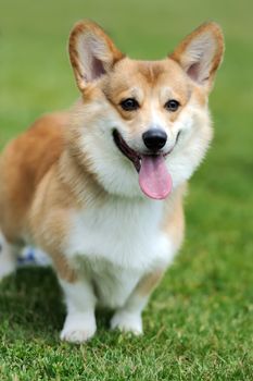 Close Welsh Corgi dog in green summer grass