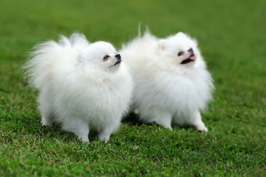 Close white Pomeranian dog in green summer grass