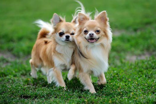 Two Longhair Chihuahua  dog in green summer grass