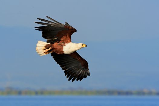 Close-up of the african Fish Eagle flying against blue sky