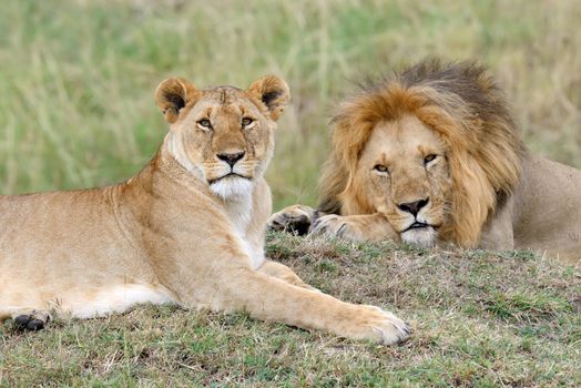 African lion in the National park of South Africa