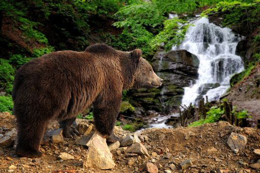 Big brown bear standing on a rock near a waterfall in the forest