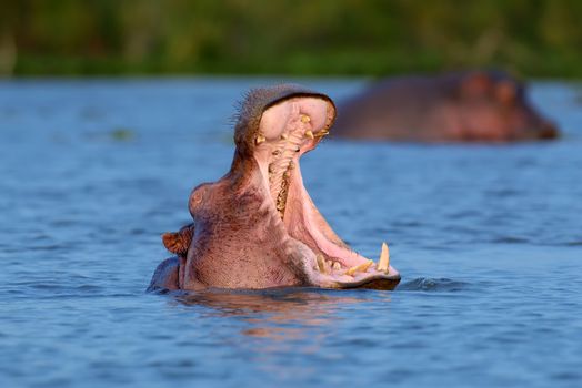 Hippo on lake in Natioanl park of Africa