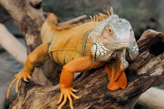 Close-up of a multi-colored male Green Iguana