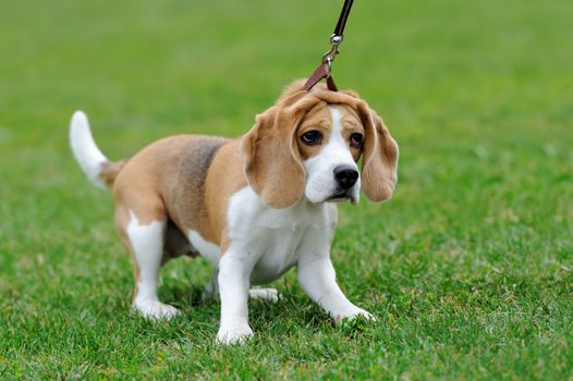 Close funny Beagle dog in green summer grass