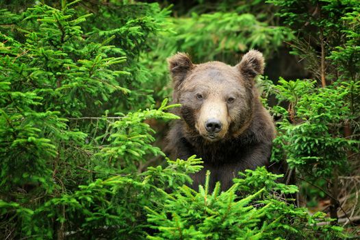 Big brown bear (Ursus arctos) in the environment
