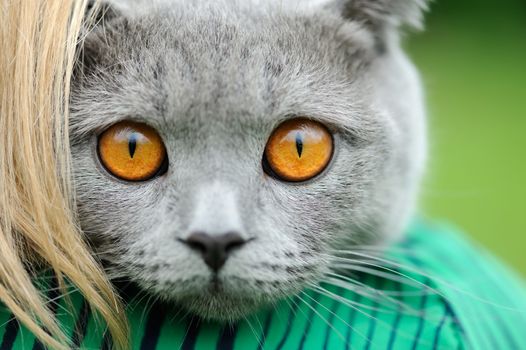 Close gray cat portrait with yellow eyes