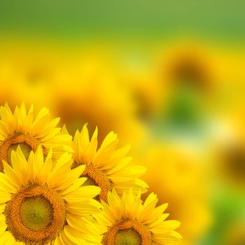 Yellow fresh sunflower background