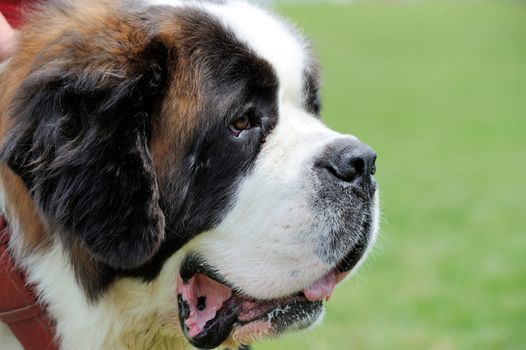 St. Bernard dog portrait  on green summer grass background