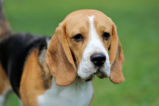 Close funny Beagle dog in green summer grass