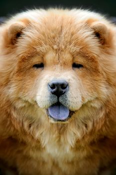 Close up portrait happy brown Chow Chow dog