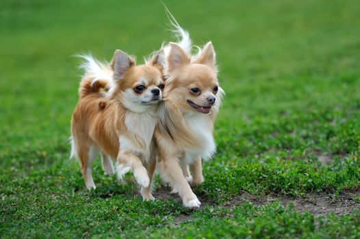 Two Longhair Chihuahua  dog in green summer grass