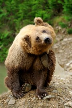 Big brown bear (Ursus arctos) in the environment