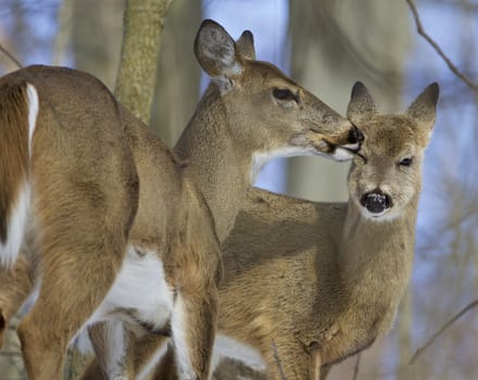 Funny picture with a pair of the cute wild deers