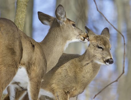 Beautiful photo of a pair of the cute wild deers licking each other