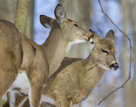 Beautiful funny image with a pair of the cute wild deers in love