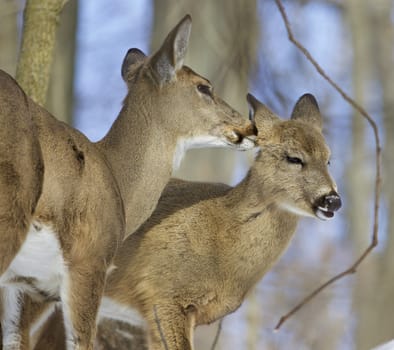 Beautiful photo of a pair of the cute wild deers licking each other