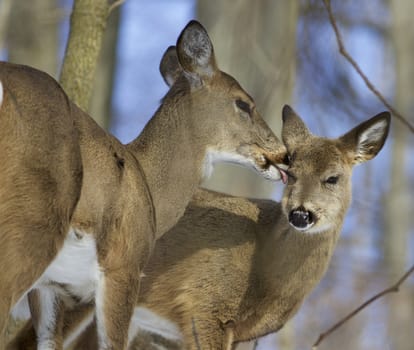 Beautiful picture with a pair of the cute wild deers