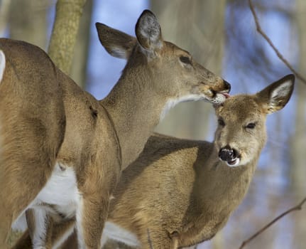 Beautiful funny image with a pair of the cute wild deers in love