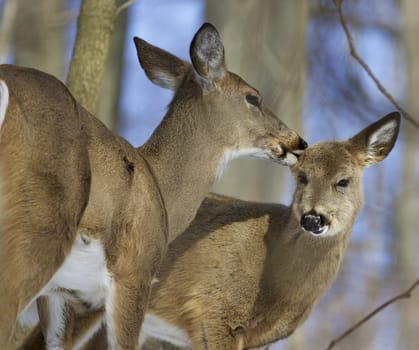 Beautiful funny photo of a pair of the cute wild deers demonstrating their love