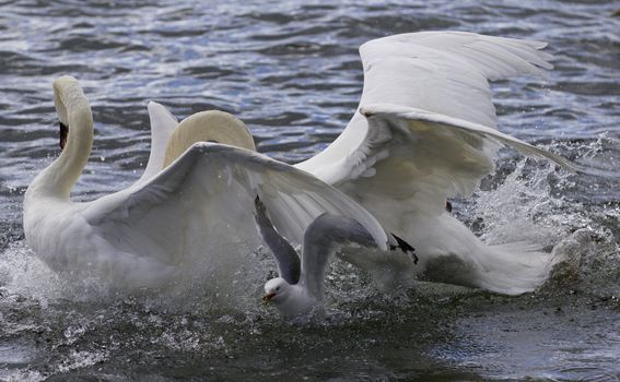 Amazing expressive image with the fighting swans