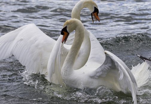 Amazing expressive photo of the fighting swans
