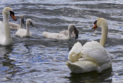 Beautiful background with the swans with the chicks