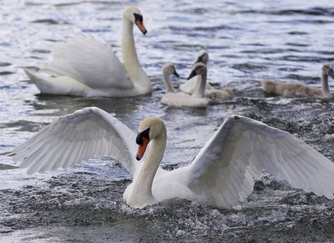 Beautiful photo of the swans with the chicks