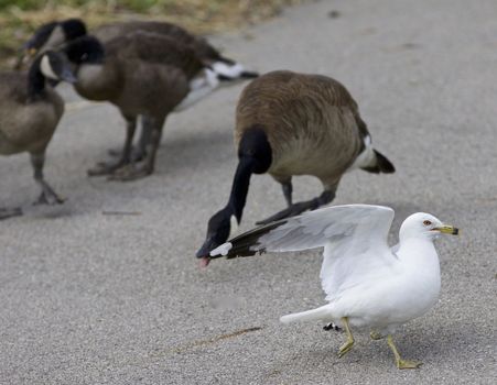 Funny image with a gull running away from the angry Canada geese