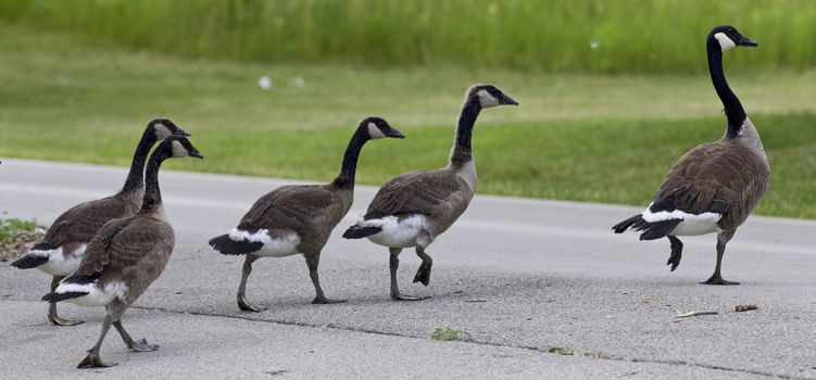 Photo of a family of the Canada geese