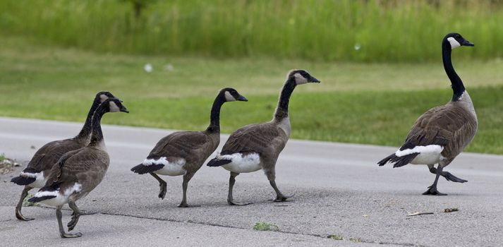 Image with a family of the Canada geese going across the road