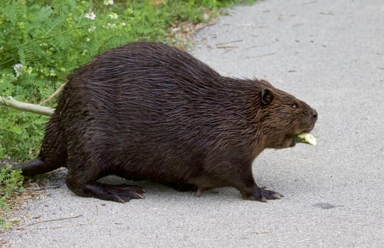 Isolated photo of the Canadian beaver walking 