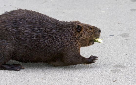 Beautiful picture with a North American beaver
