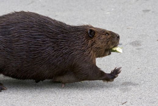 Detailed closeup of a funny North American beaver