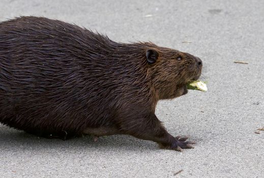 Isolated close image with a Canadian beaver