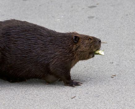 Isolated close photo of the Canadian beaver on the road