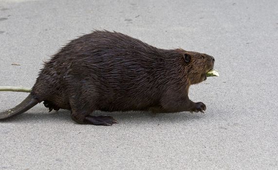 Beautiful picture with a North American beaver walking somewhere with a wooden stick