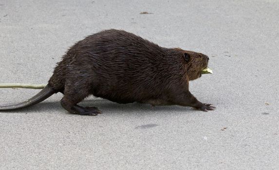 Beautiful photo of a North American beaver in front of the grass