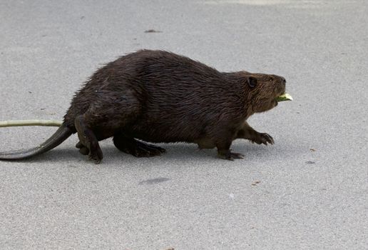 Isolated photo of the strong Canadian beaver walking