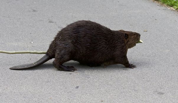 Beautiful photo of a North American beaver on the road