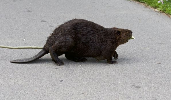 Isolated close image with a funny Canadian beaver
