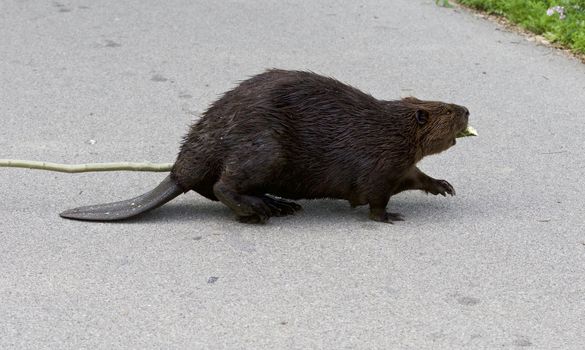 Isolated photo of the Canadian beaver walking across the road