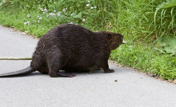 Beautiful picture with a North American beaver in front of the grass