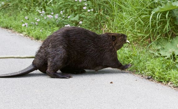 Isolated photo of the Canadian beaver 