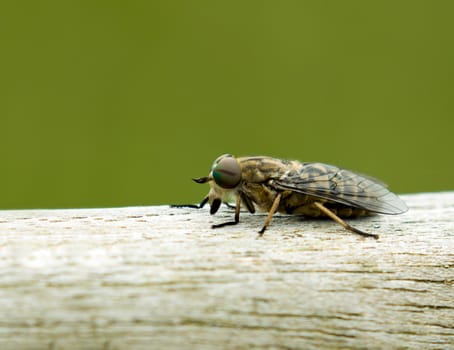 Close-up of biting Band-eyed Brown Horse-fly, showing its rainbow-coloured eye and single stripe.