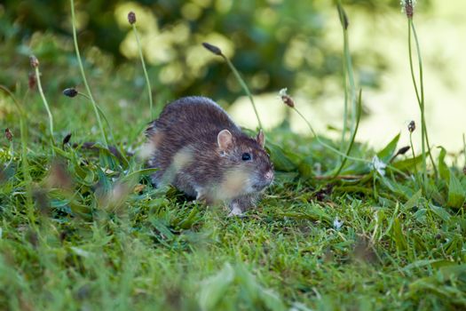 Brown Rat in English countryside