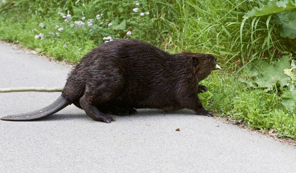 Isolated close image with a Canadian beaver entering the grass