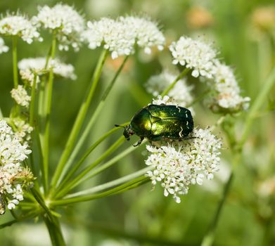 Iridescent green Rose Chafer beetle