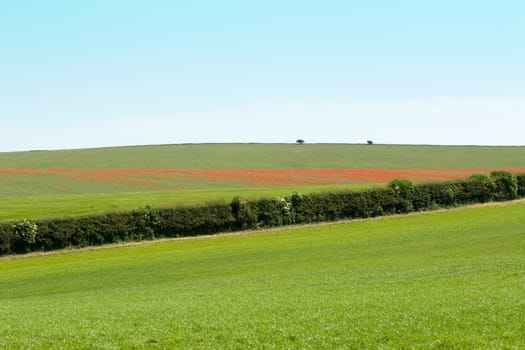 Swathe of red poppies across a Sussex field